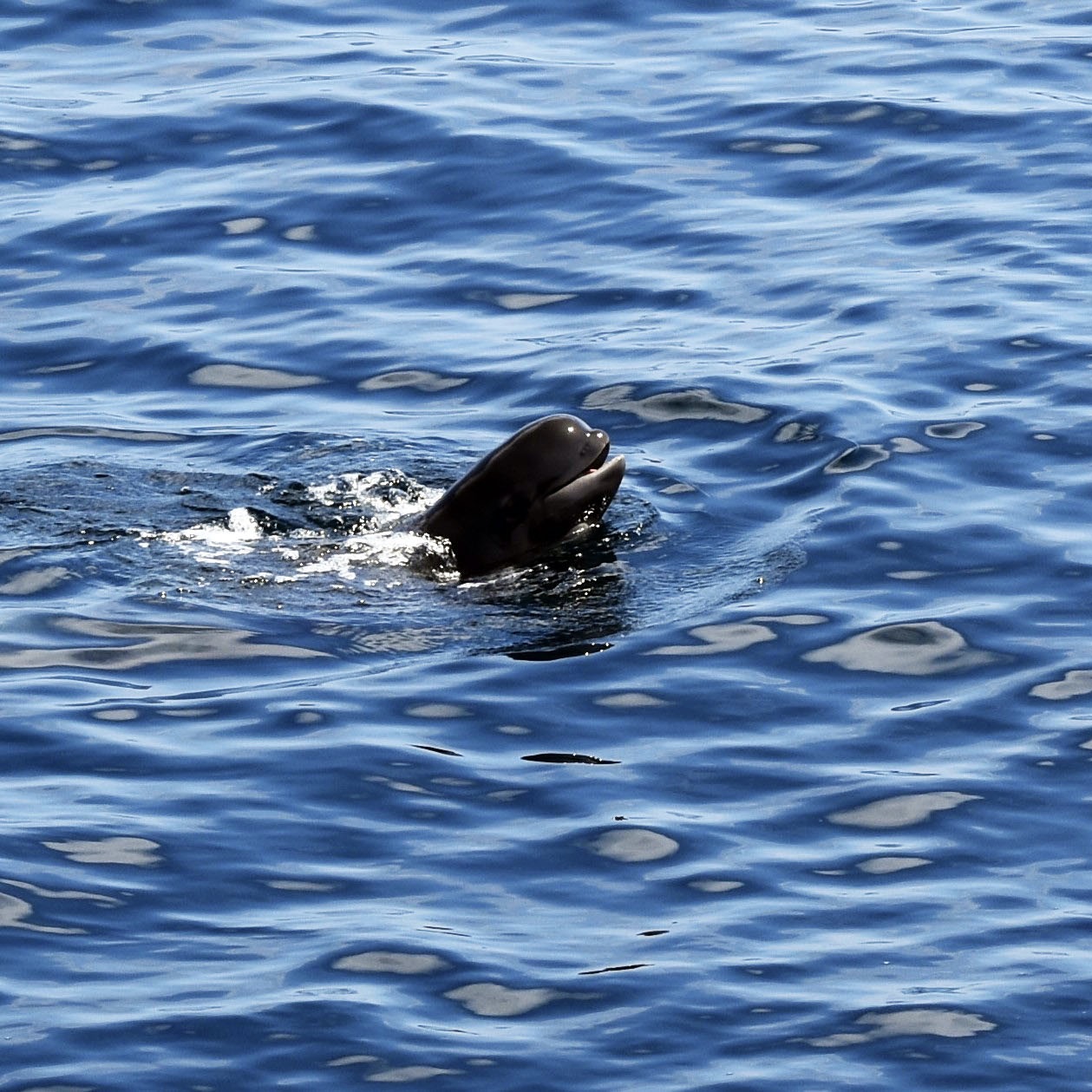 Pilot whale — ocean science