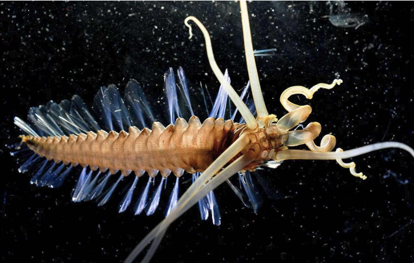 Census of Marine Life